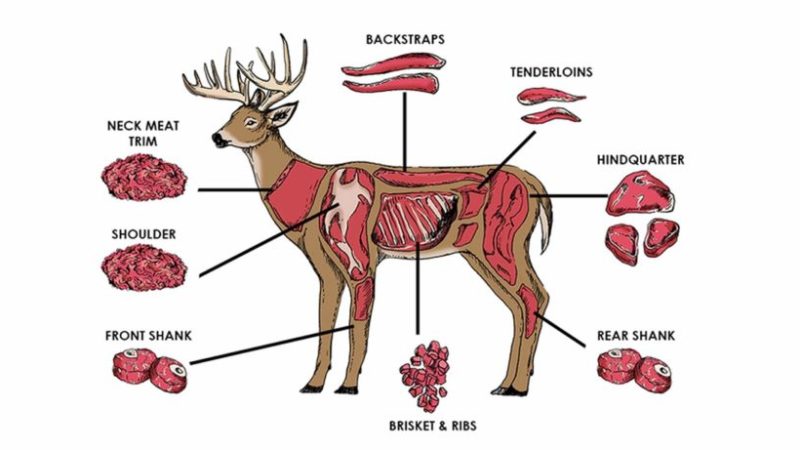 Is Deer Meat Good for You? A Nutrition Guide