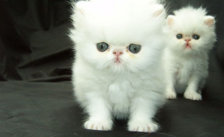 Reasons why you should own a Persian Cat