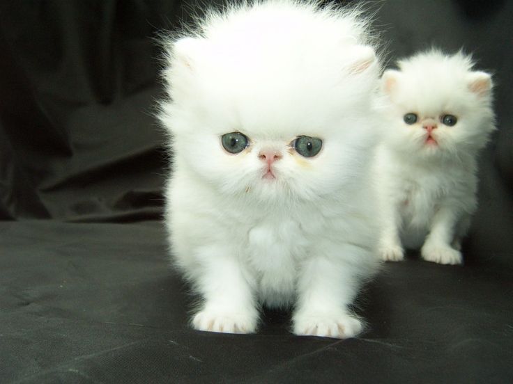 Reasons why you should own a Persian Cat