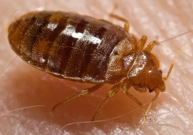 How to Kill Bed Bugs with Heat