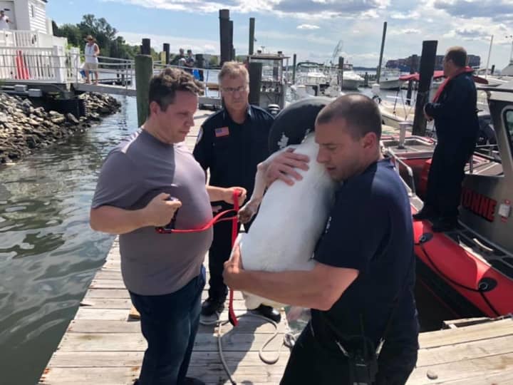 Man jumps off Bayonne Bridge